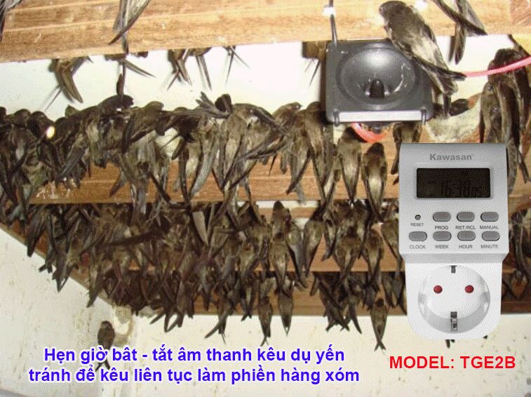 Hẹn giờ bật - tắt loa phát âm thanh kêu dụ yến tiên lợi